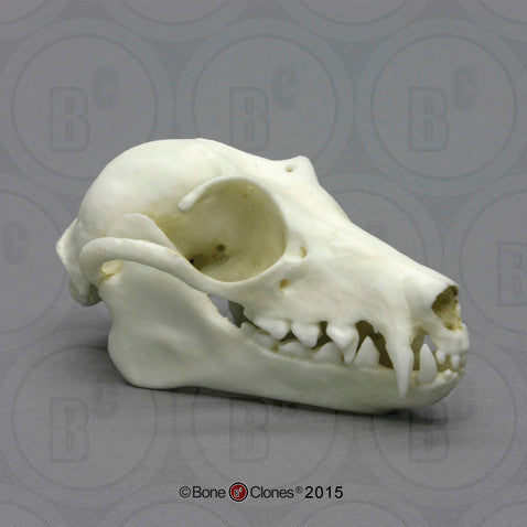 Bone Clones Small Mammal Skulls