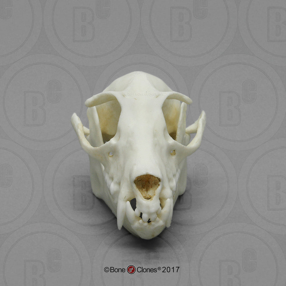 Bone Clones Small Mammal Skulls