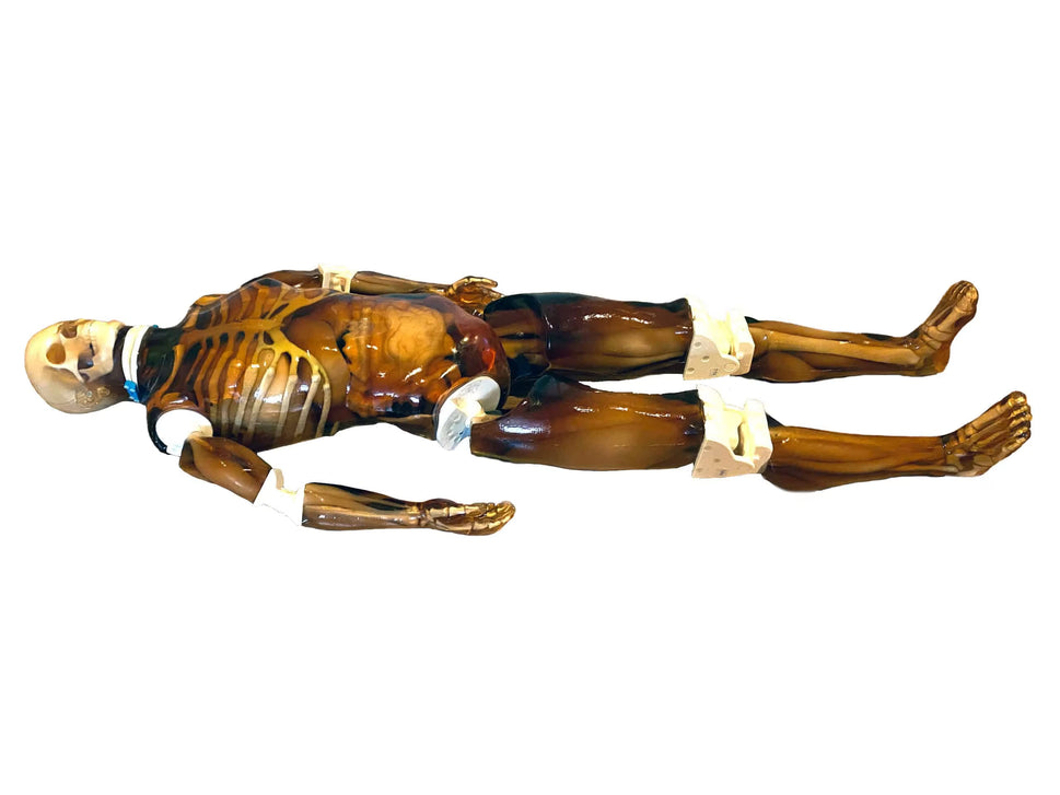 Adult Full Body Phantom with Muscles for X-Ray CT, MRI