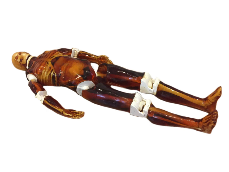 Adult Full Body Phantom for X-Ray CT, MRI