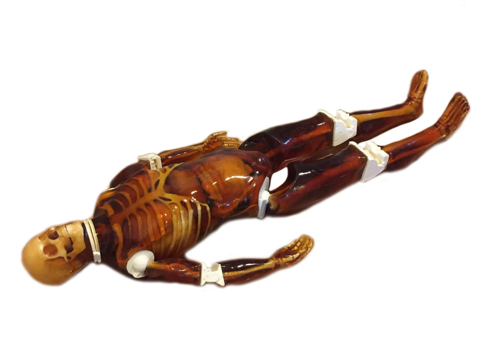 Adult Full Body Phantom for X-Ray CT, MRI