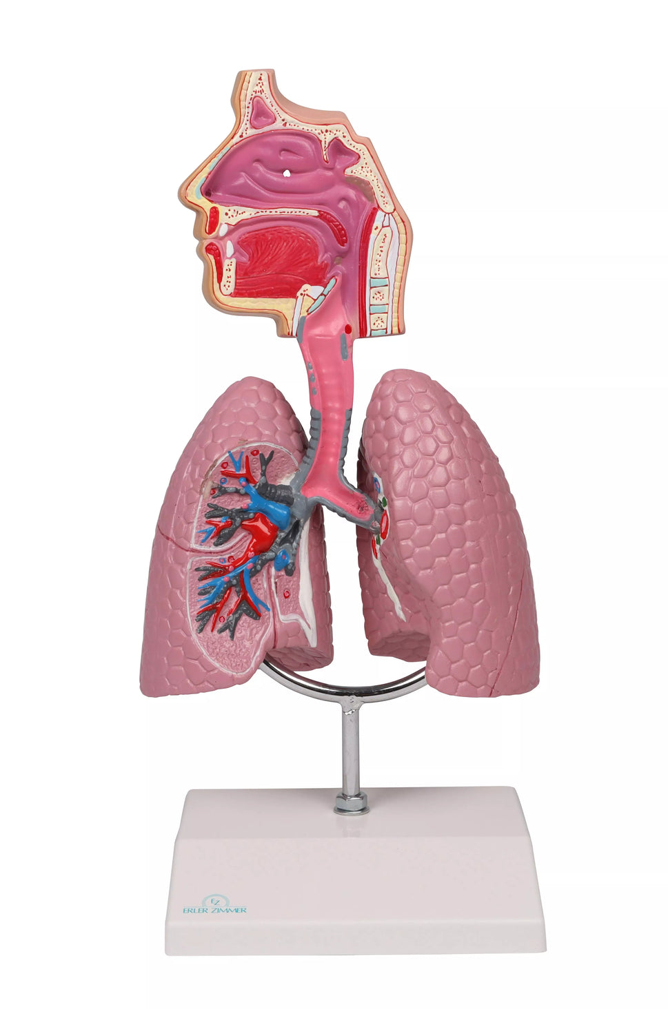 Respiratory System Model (1/2 life size)