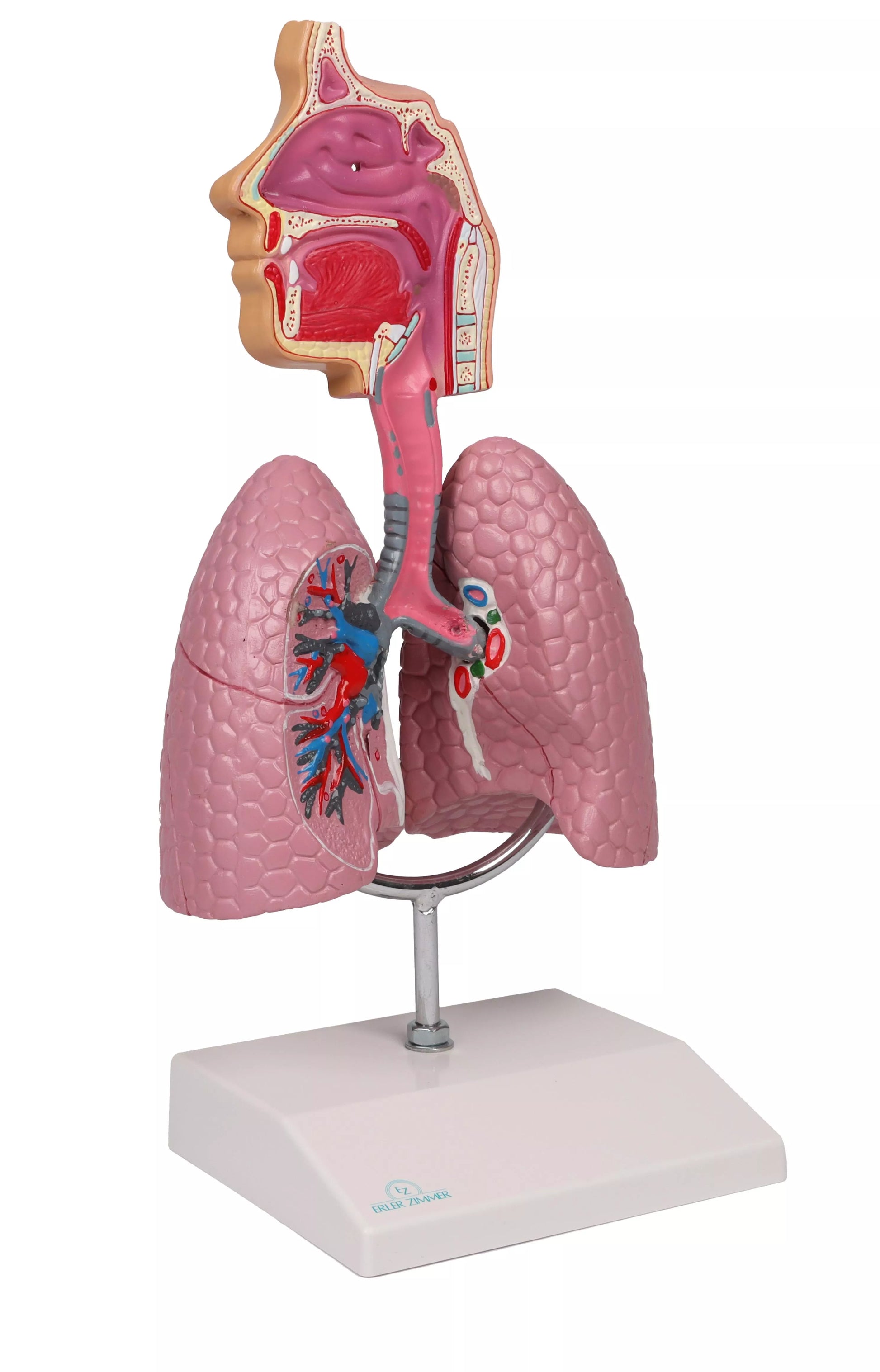 Respiratory System Model (1/2 life size)