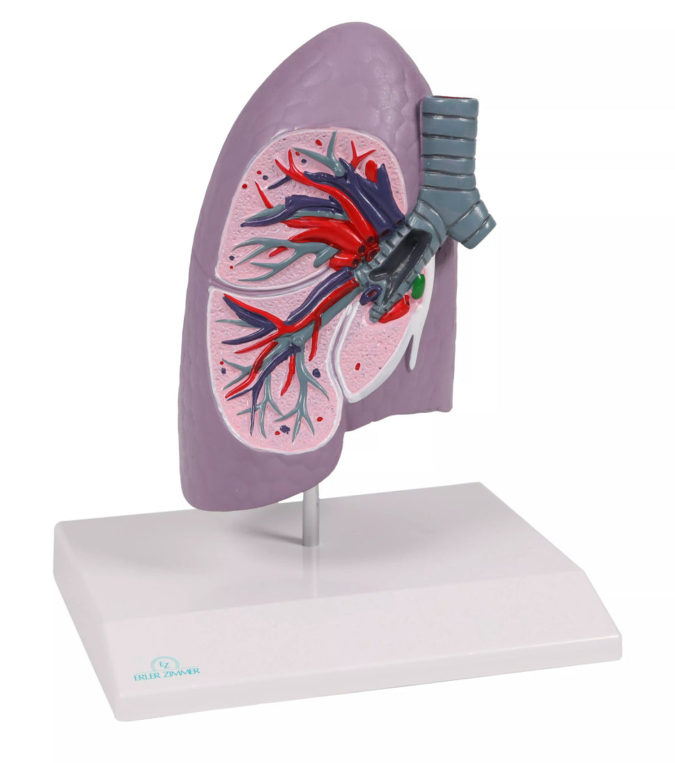 Lung Model (With Augmented Anatomy App)