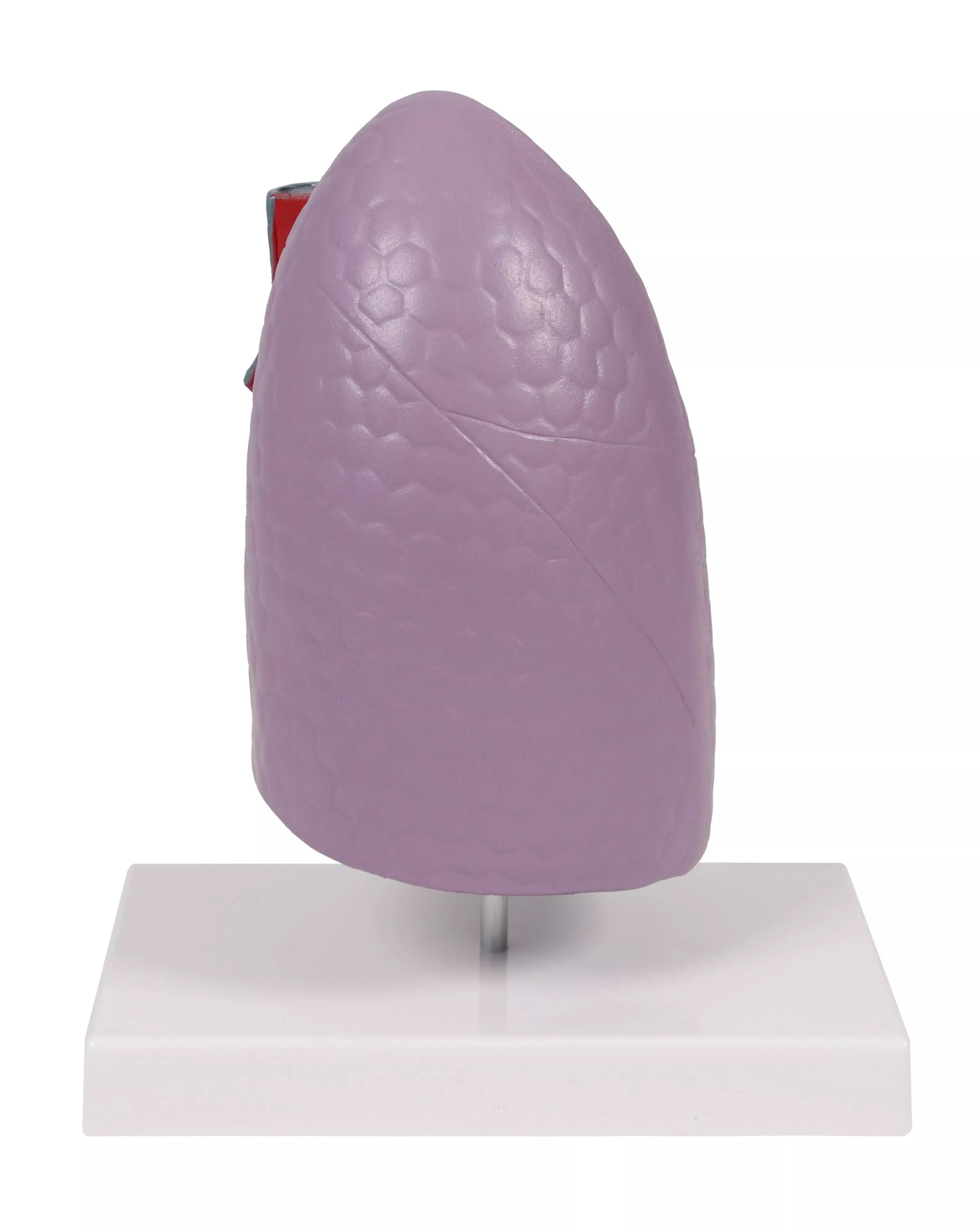Lung Model (With Augmented Anatomy App)