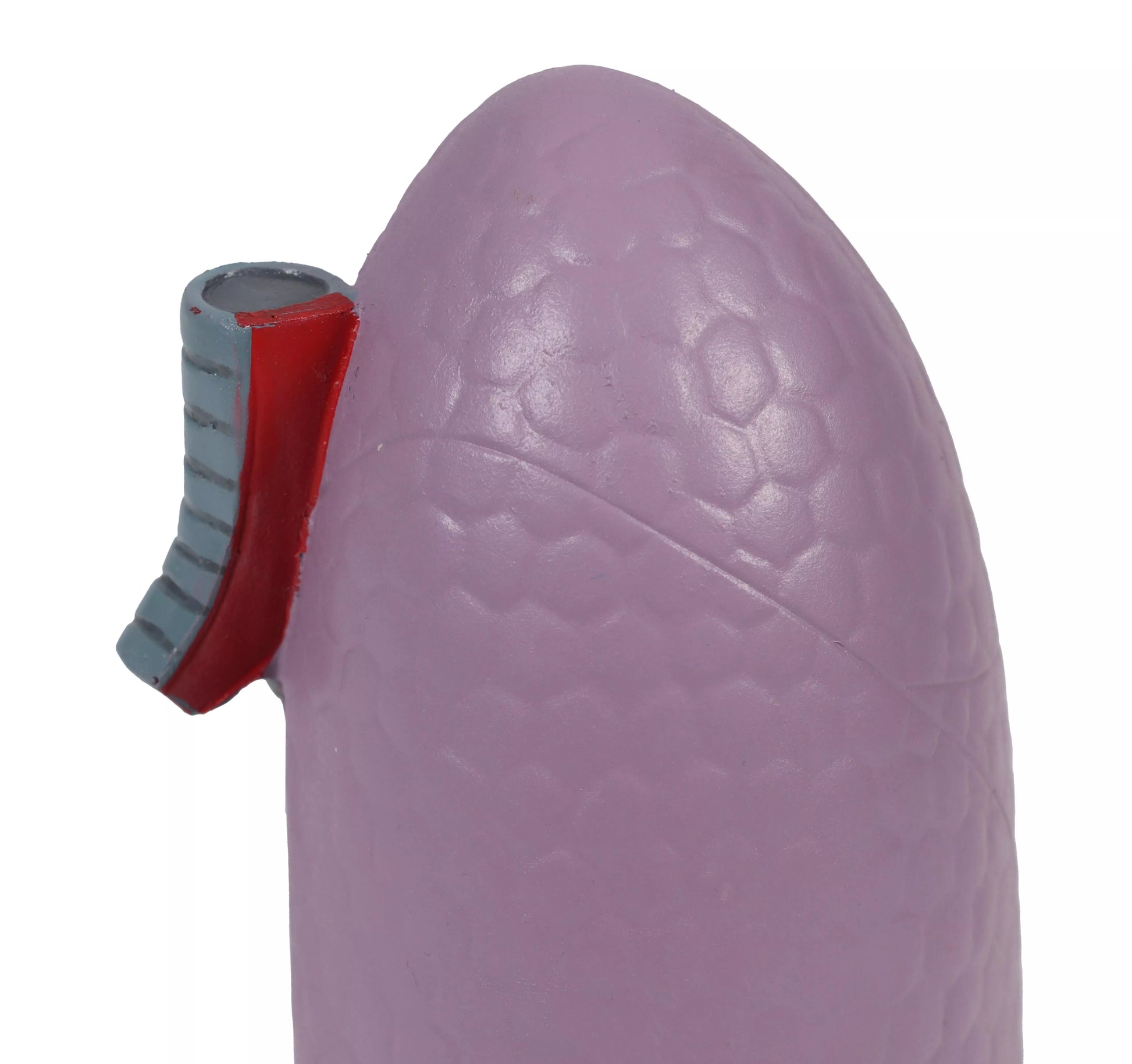 Lung Model (With Augmented Anatomy App)