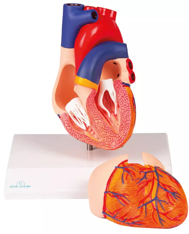 Heart Model (2 parts, With Augmented Anatomy App)