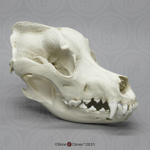 Bone Clones Canine Skulls