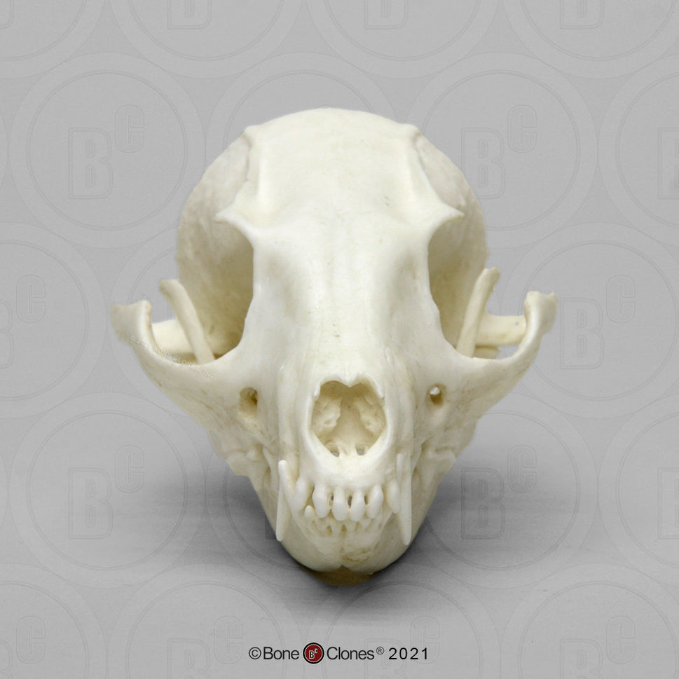 Bone Clones Canine Skulls