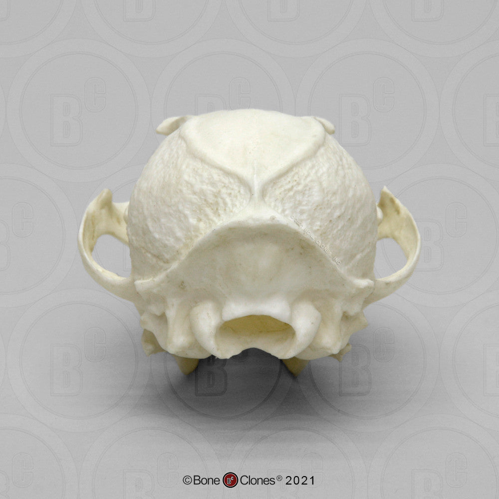 Bone Clones Canine Skulls