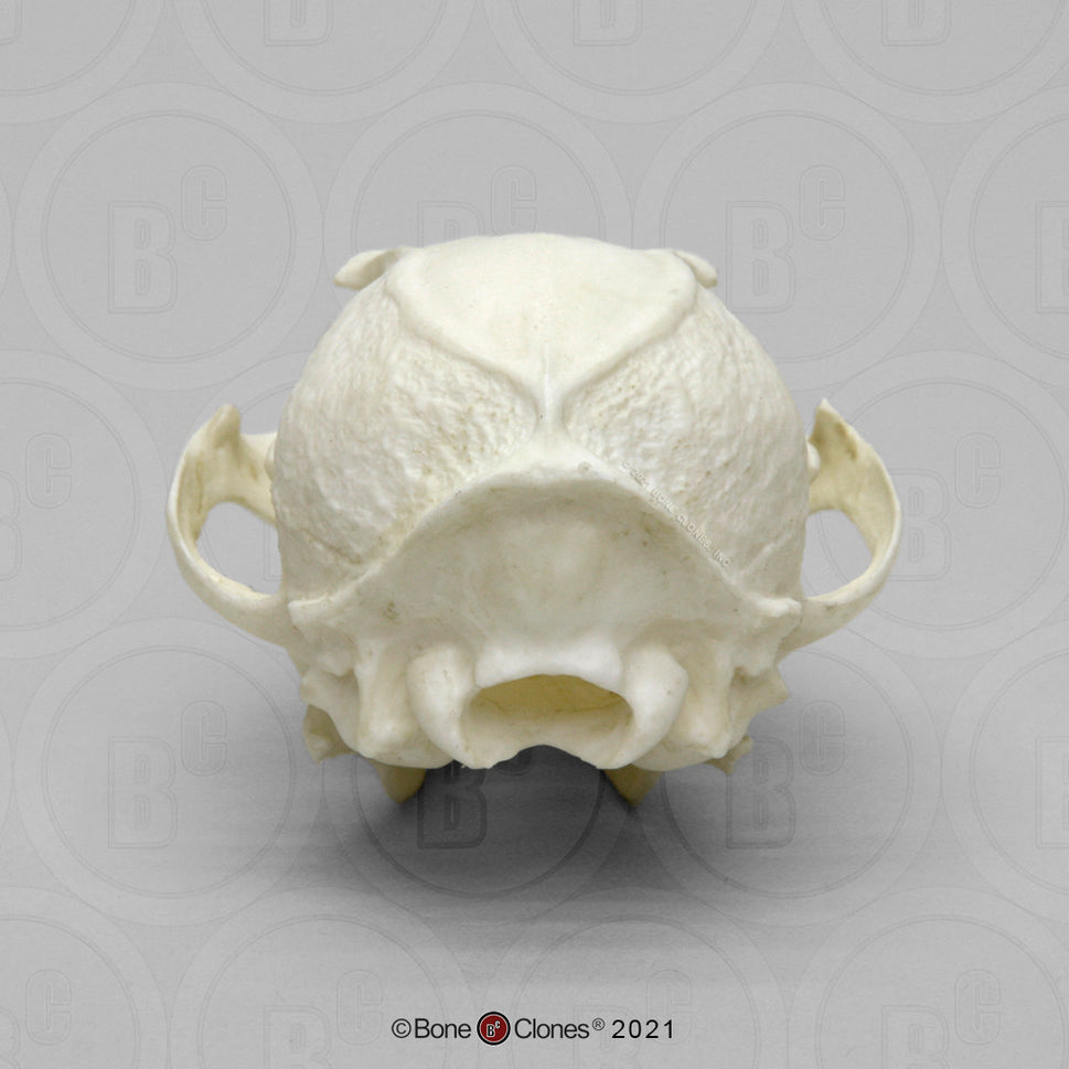 Bone Clones Canine Skulls