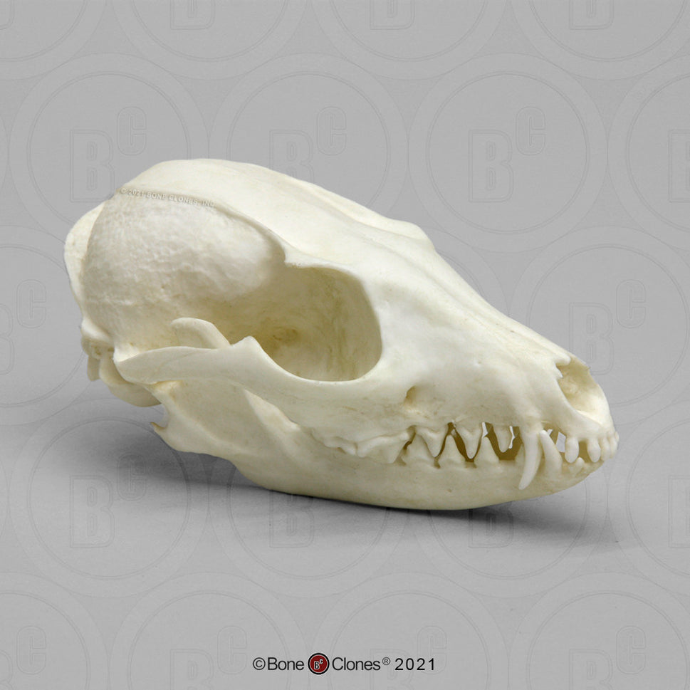 Bone Clones Canine Skulls