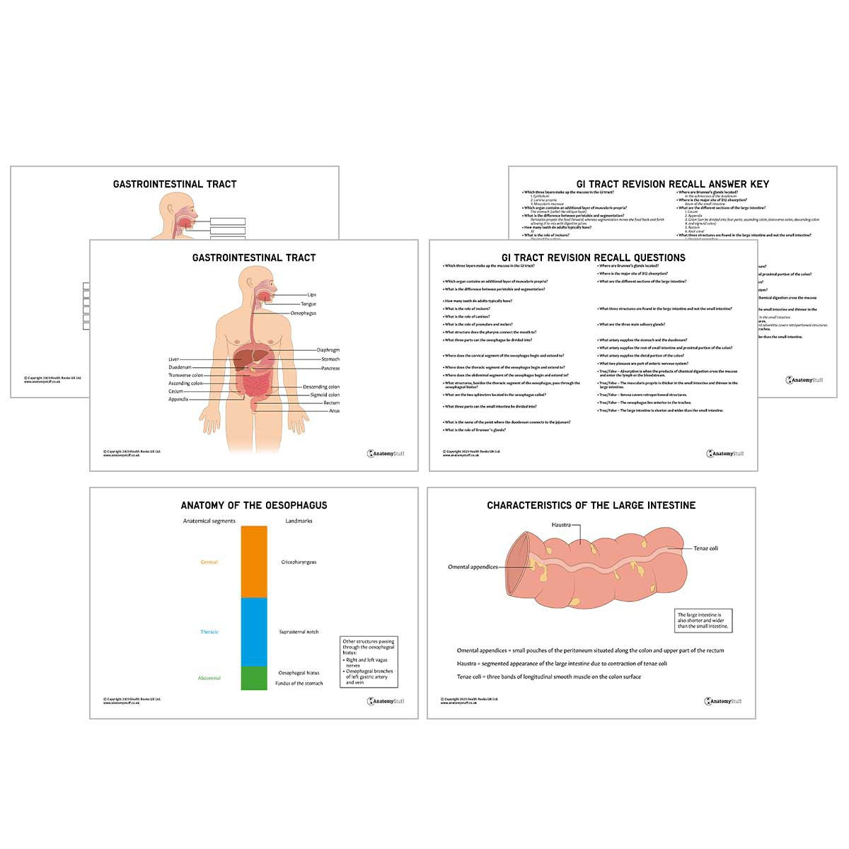 GI Tract Anatomy Revision Worksheets