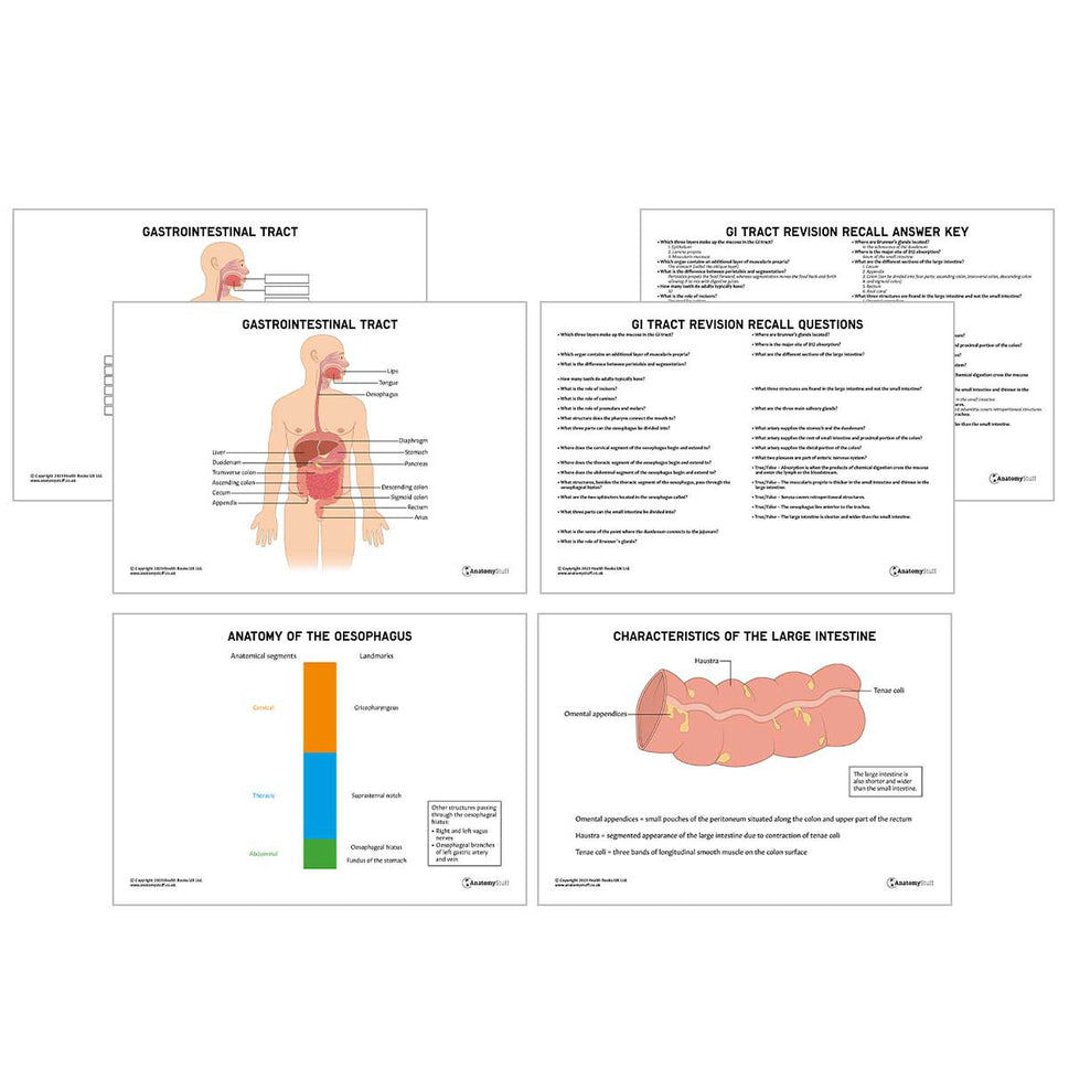 GI Tract  Anatomy Revision Worksheets (Interactive & Printable PDFs)