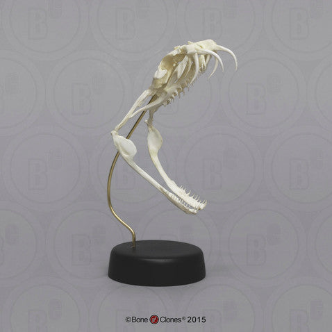 Bone Clones Reptile and Amphibian Skulls