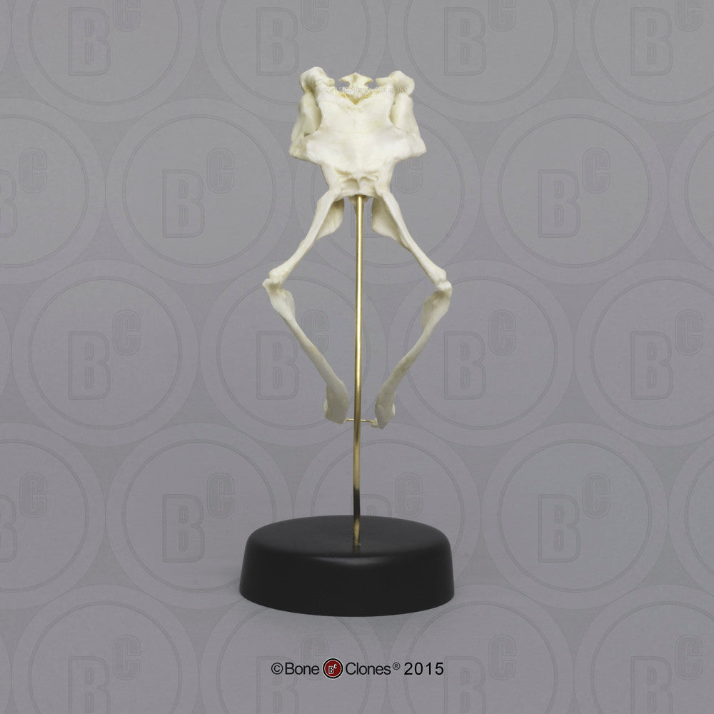 Bone Clones Reptile and Amphibian Skulls