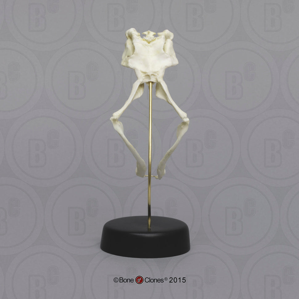 Bone Clones Reptile and Amphibian Skulls