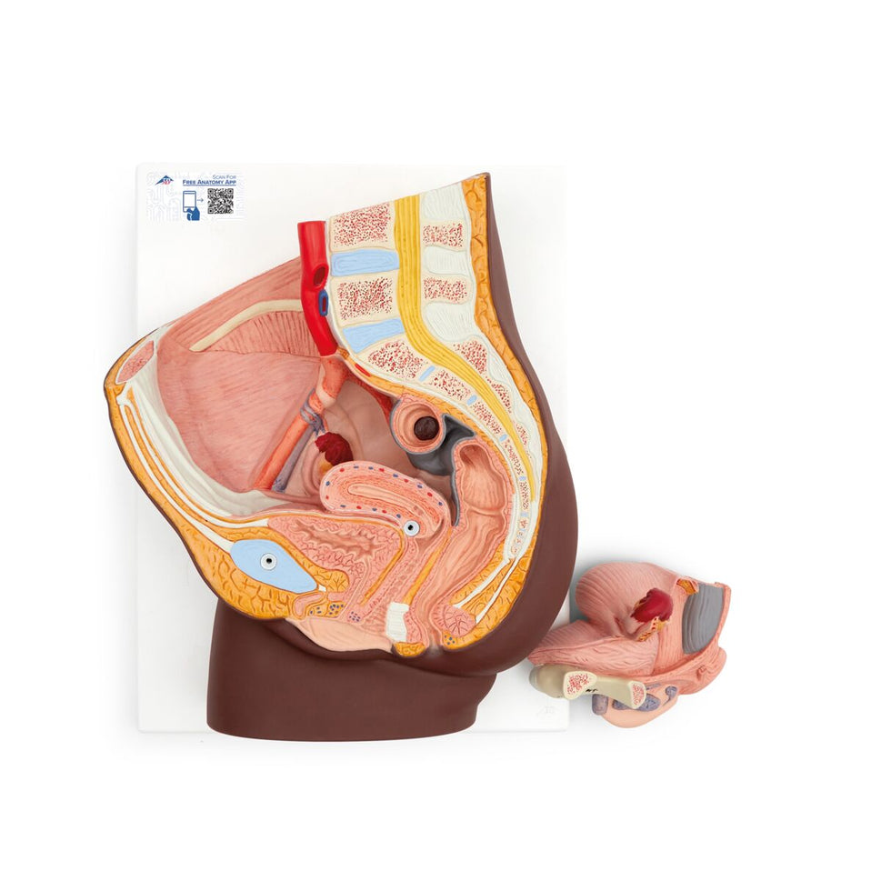 Female Pelvis with Bladder Anatomical Model (2 part)