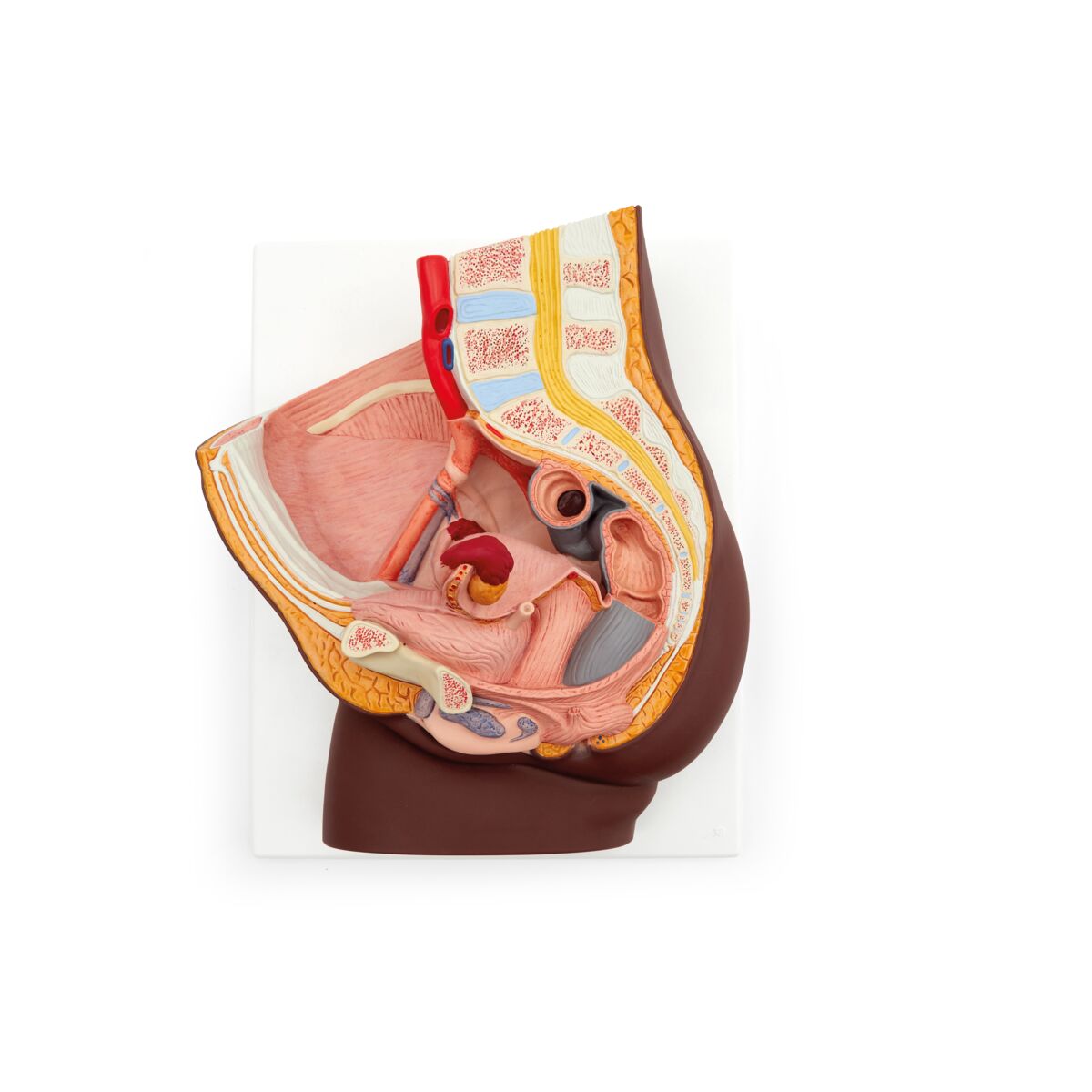 Female Pelvis with Bladder Anatomical Model (2 part)