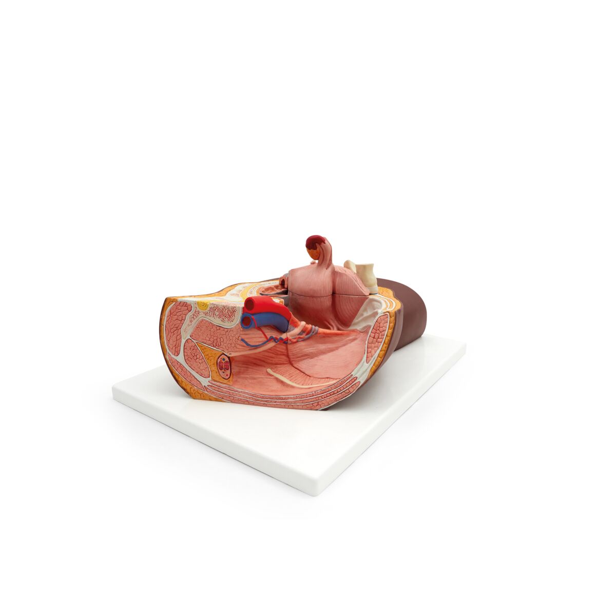 Female Pelvis with Bladder Anatomical Model (2 part)