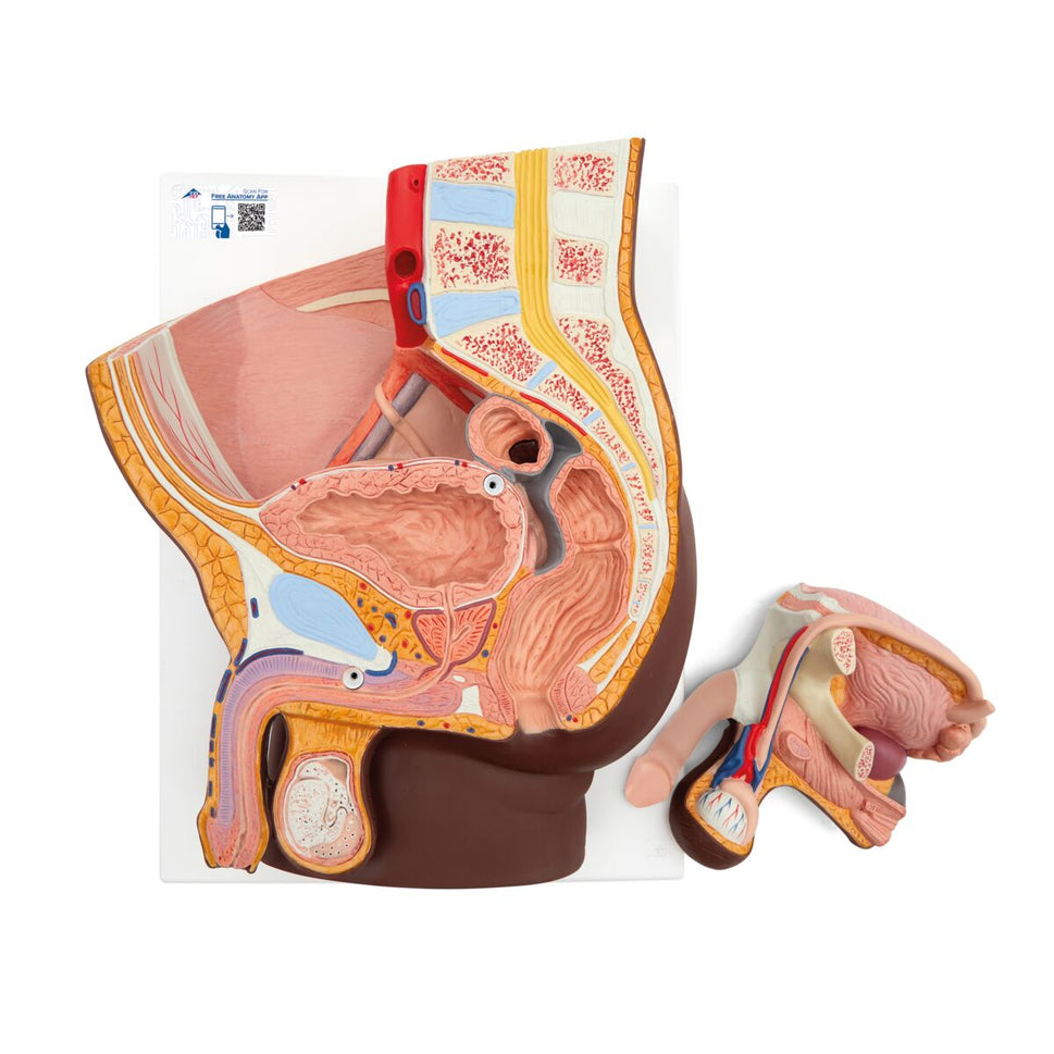 Male Pelvis with Bladder Anatomical Model (2 part)