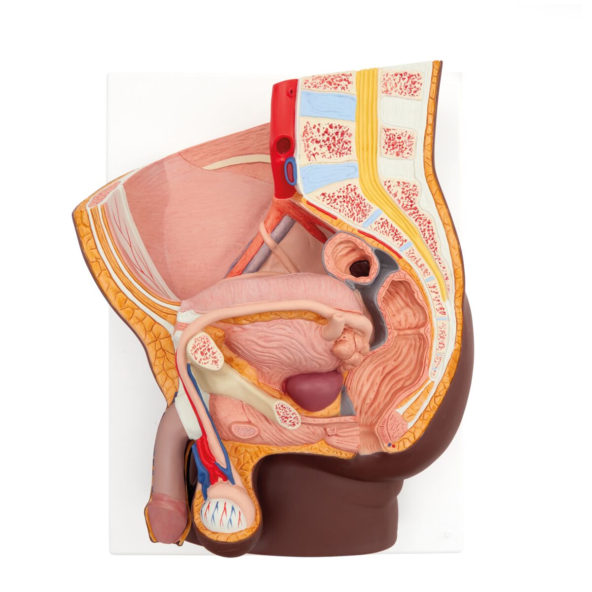 Male Pelvis with Bladder Anatomical Model (2 part)