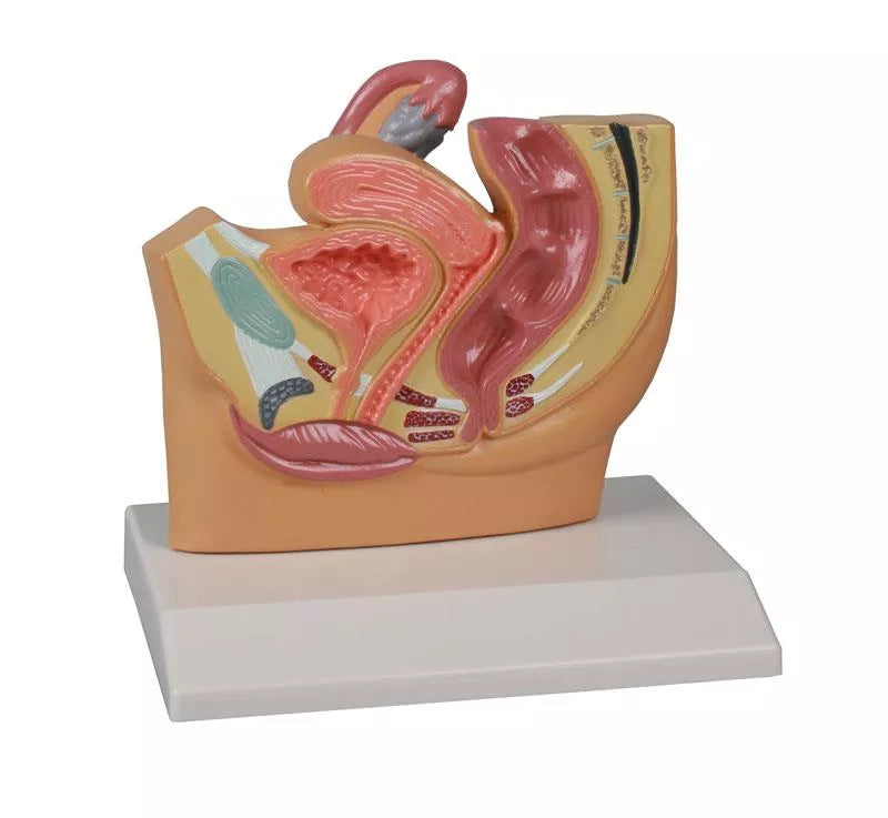 Female Pelvis Section Model (With Augmented Anatomy App)