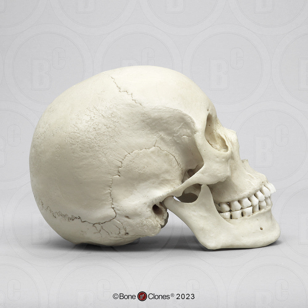 Bone Clones Anthropological Skulls