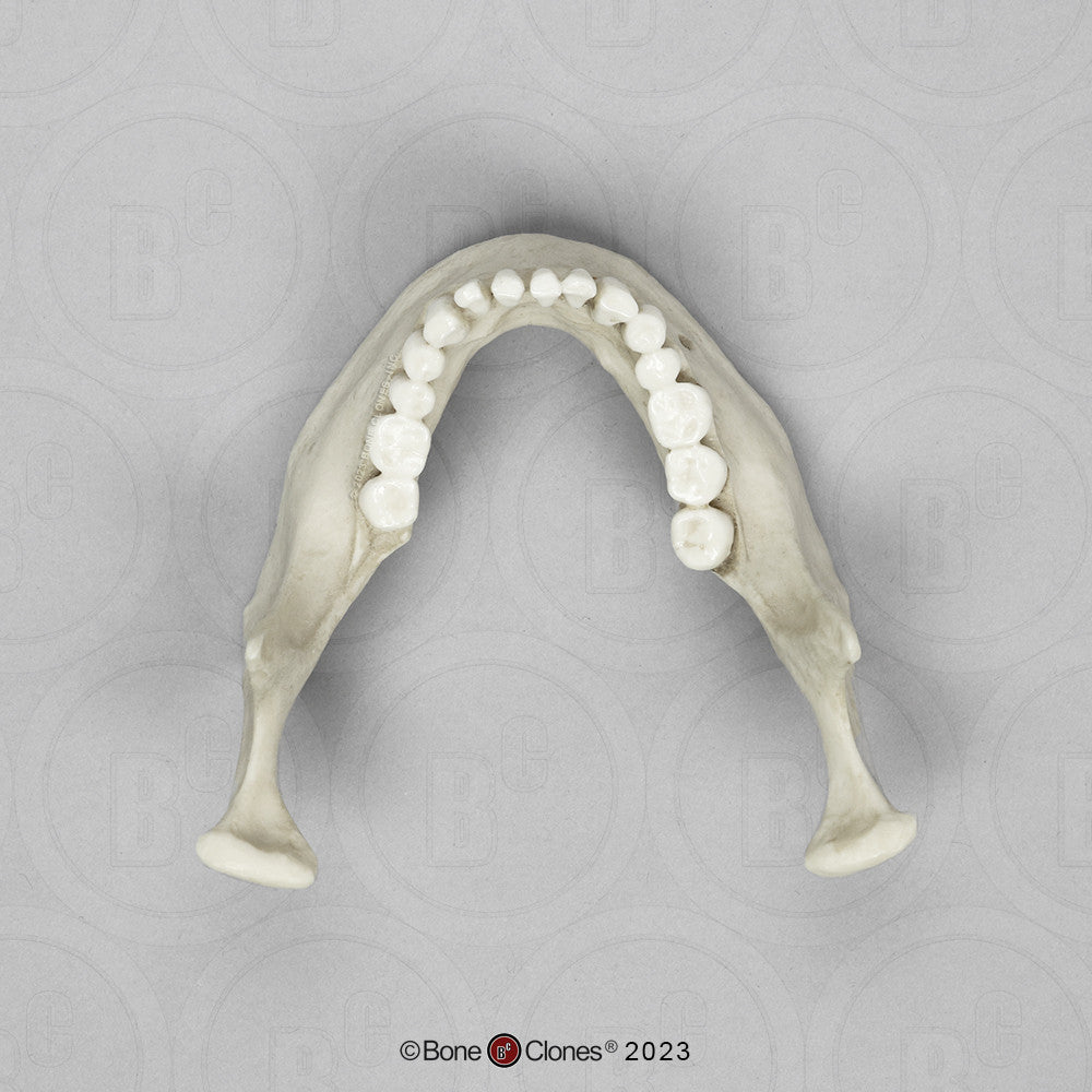 Bone Clones Anthropological Skulls