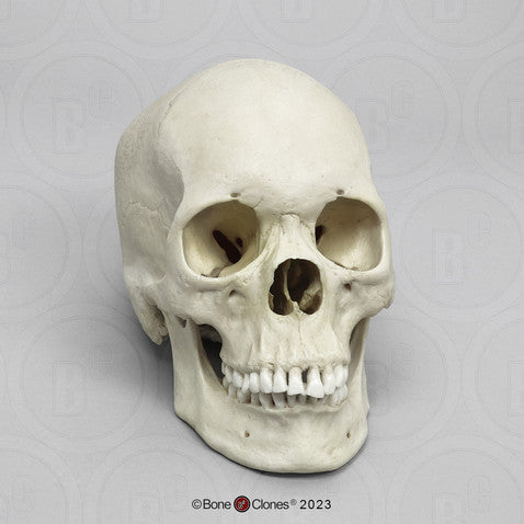 Bone Clones Anthropological Skulls