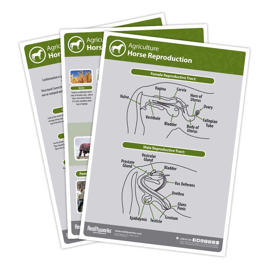 Agriculture Animal Education Kit - Horse