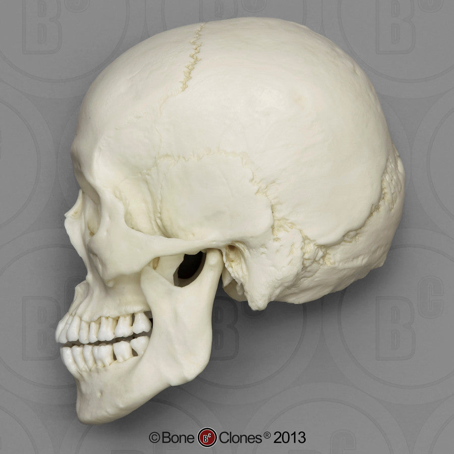 Bone Clones Anthropological Skulls