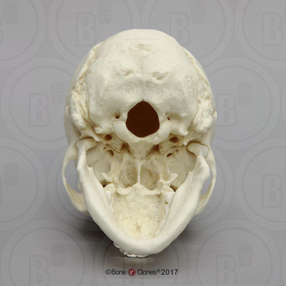 Bone Clones Anthropological Skulls