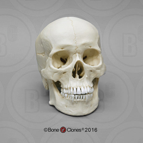 Bone Clones Anthropological Skulls