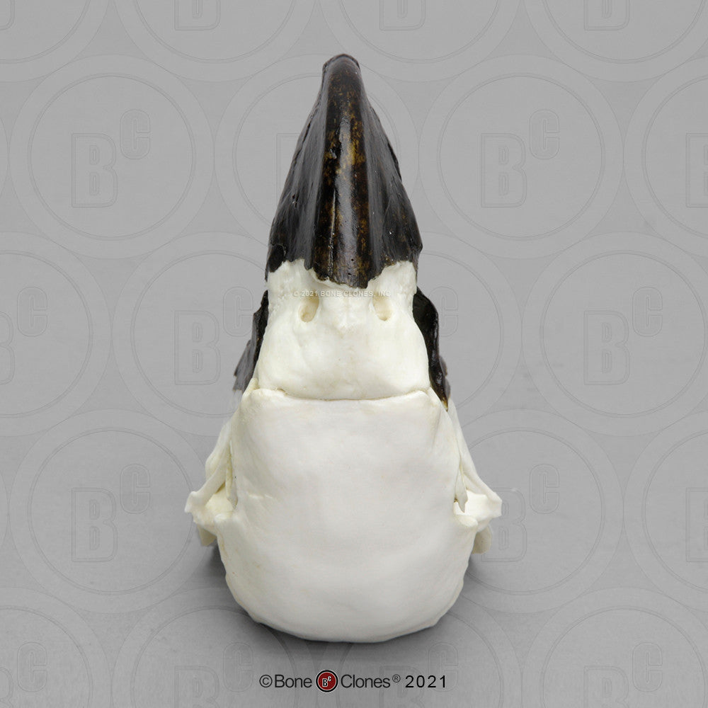 Inferior View of the Hyacinth Macaw Skull