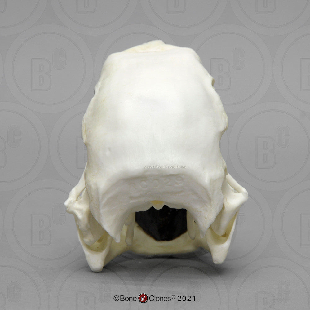 Posterior View of the Hyacinth Macaw Skull