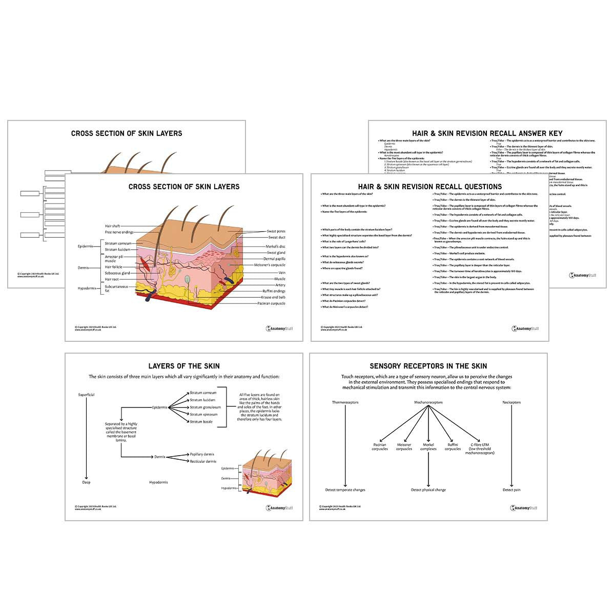 Head & Neck Anatomy Revision Pack (Interactive & Printable PDFs)