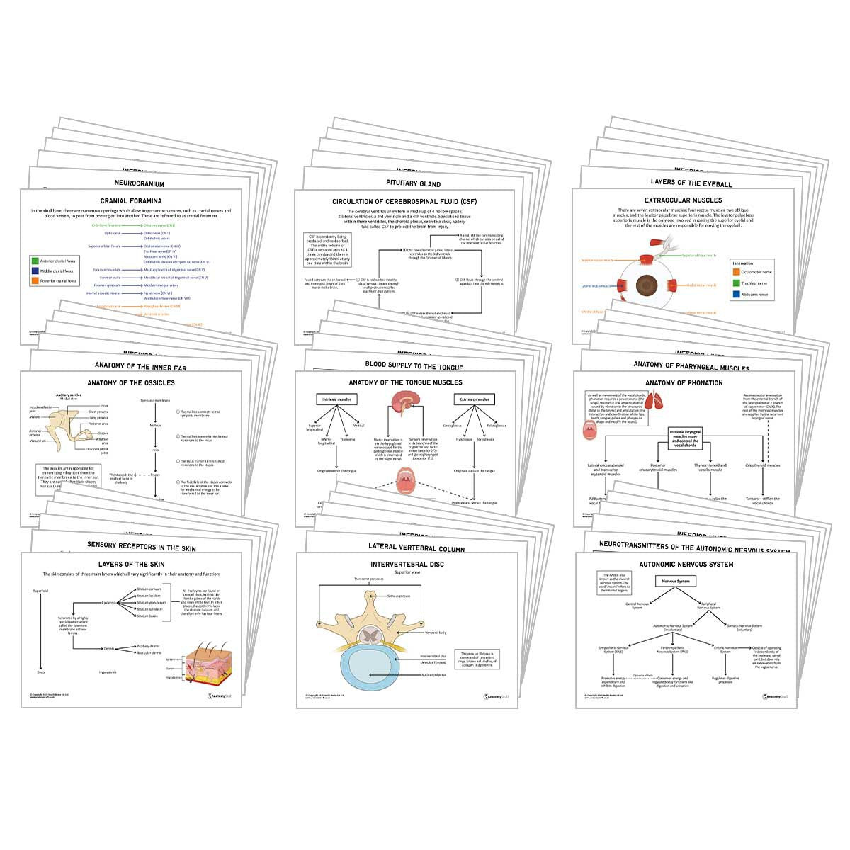 Head & Neck Anatomy Revision Pack (Interactive & Printable PDFs)