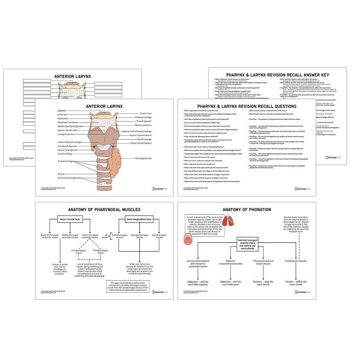 Head & Neck Anatomy Revision Pack (Interactive & Printable PDFs)