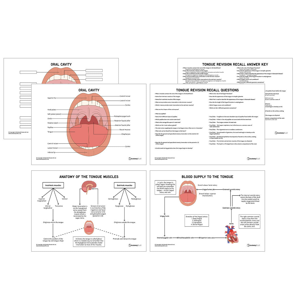 Head & Neck Anatomy Revision Pack (Interactive & Printable PDFs)