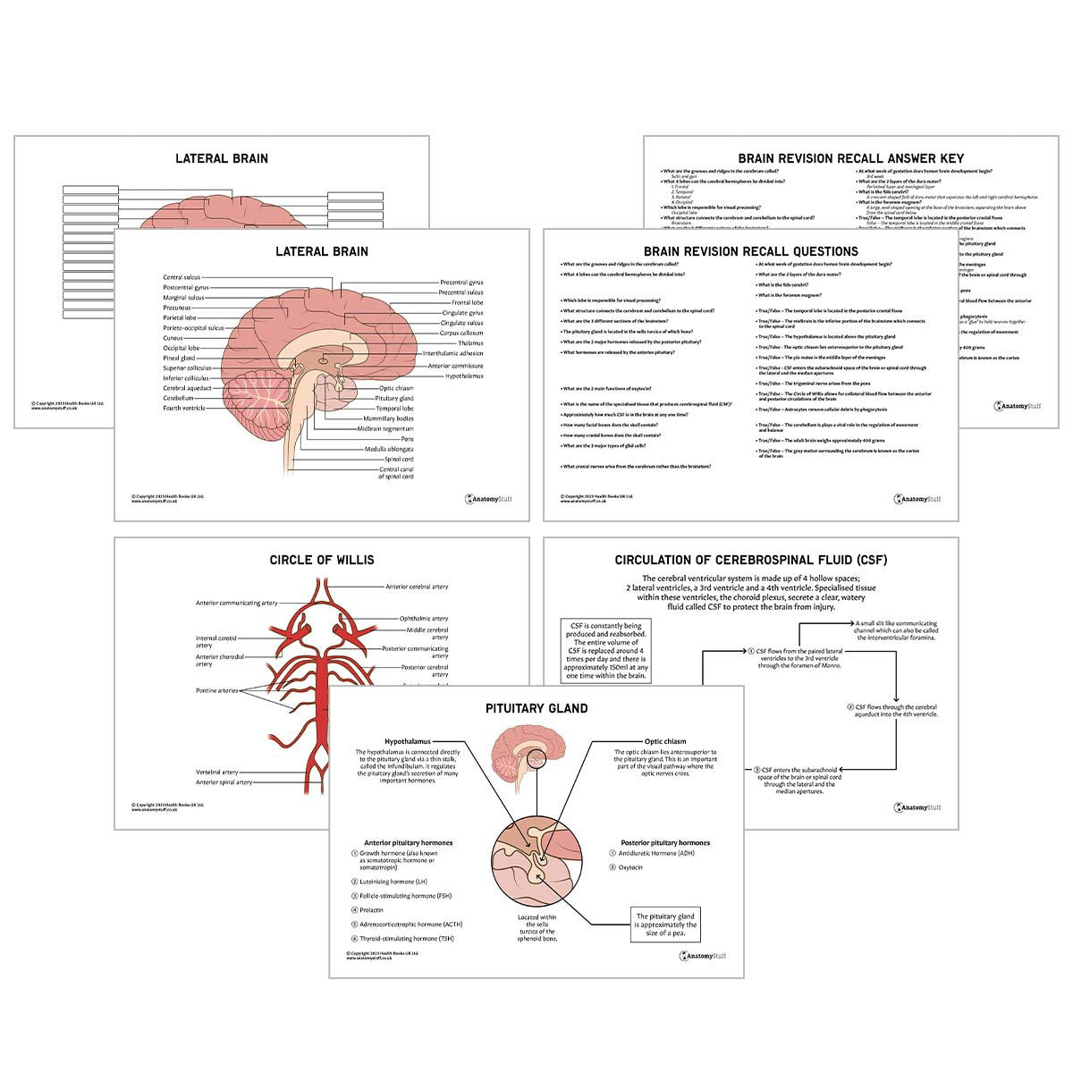 Head & Neck Anatomy Revision Pack (Interactive & Printable PDFs)