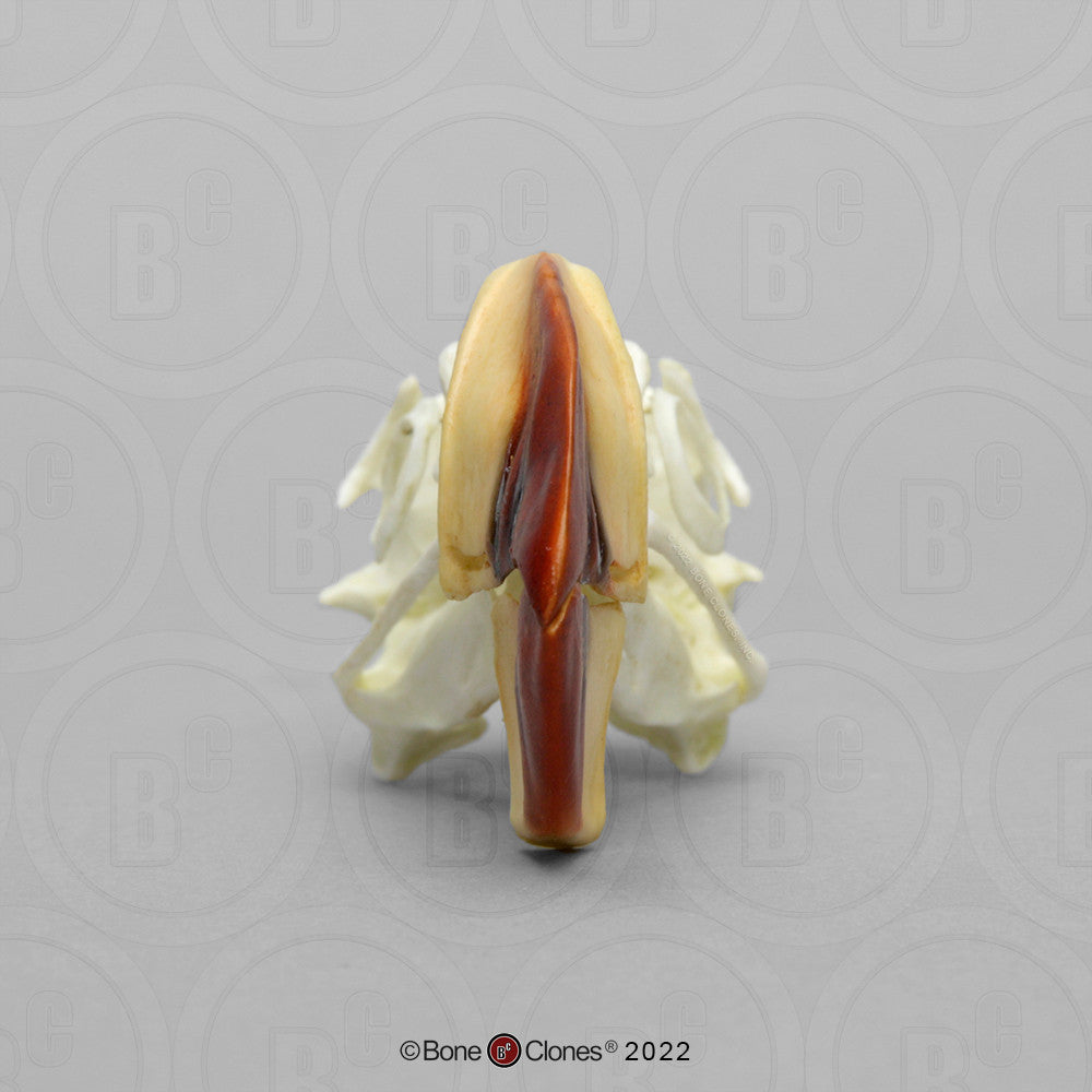 Bone Clones Bird Skulls