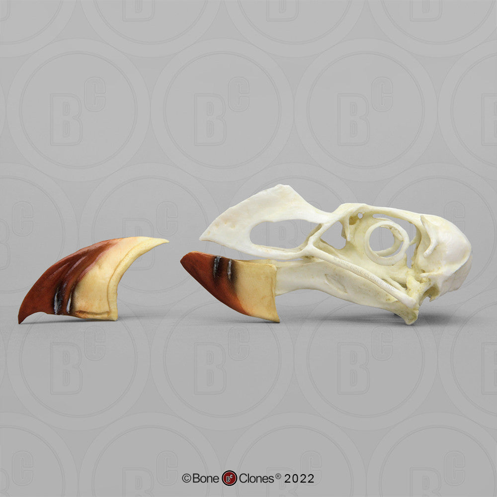 Bone Clones Bird Skulls