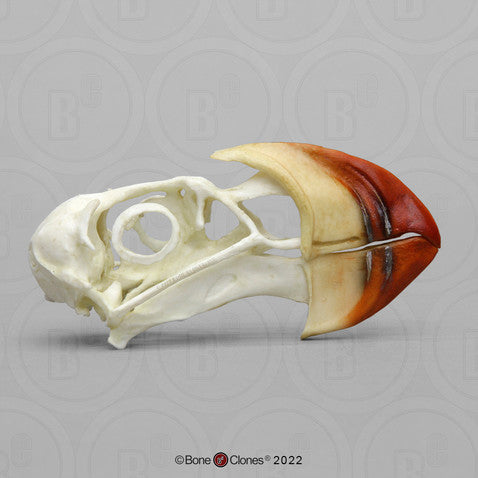 Bone Clones Bird Skulls