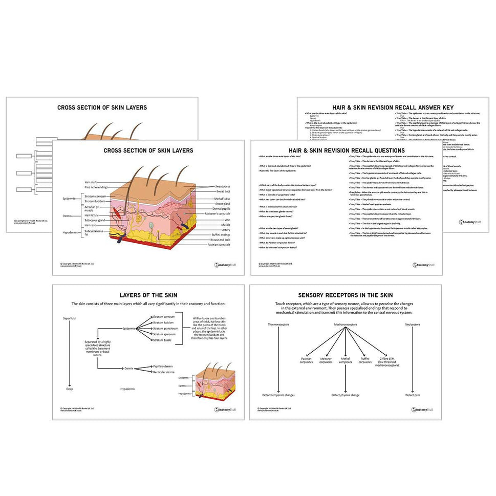 Hair & Skin Anatomy Revision Worksheets (Interactive & Printable PDFs)