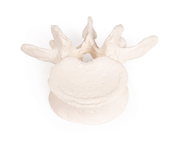 Half Skeleton Bones Unassembled