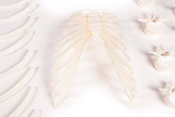 Half Skeleton Bones Unassembled