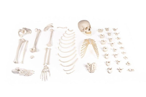 Half Skeleton Bones Unassembled