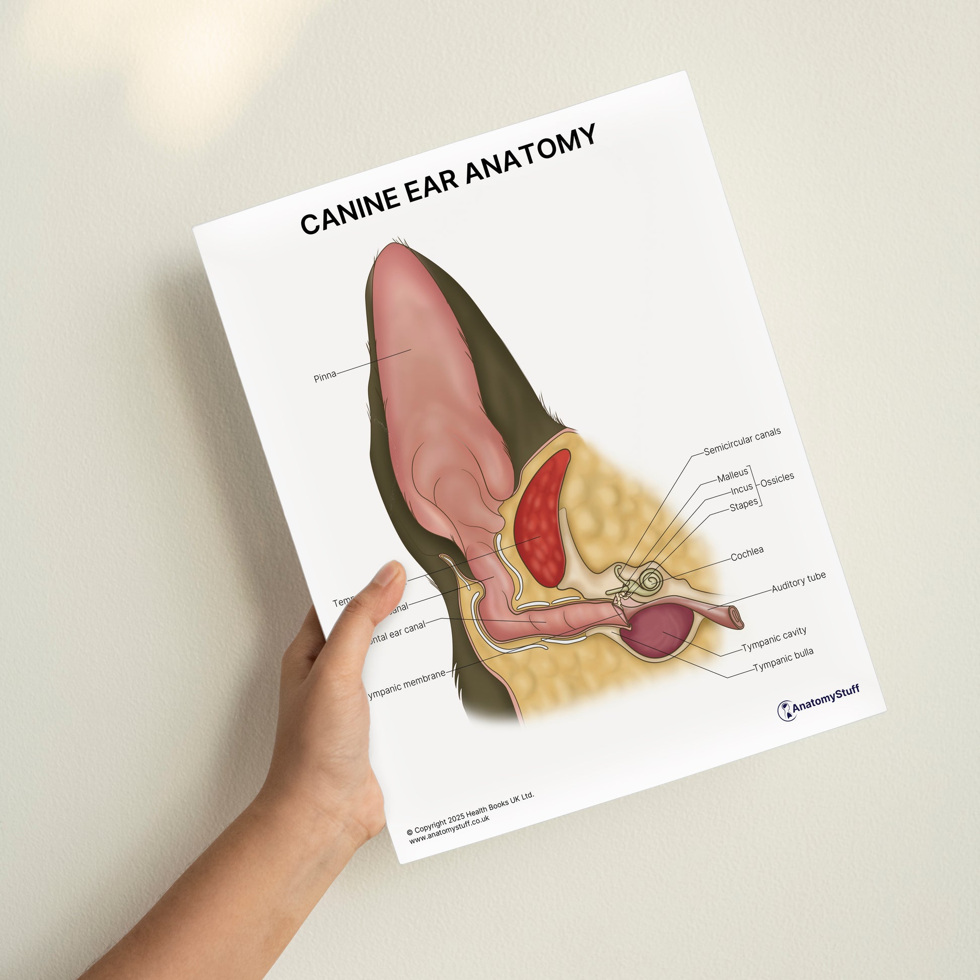 Canine Ear Anatomy Print (Small 20 x 25 cm)