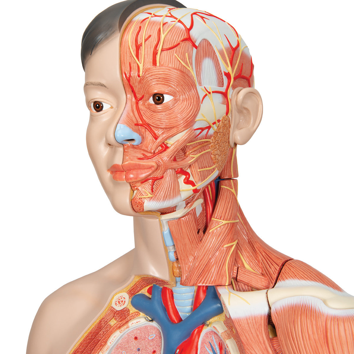 Deluxe Lifesize Asian Dual-Sex Torso Model (33 Part)